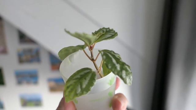 Plantes à Gogo, Je Vous Les Présente !