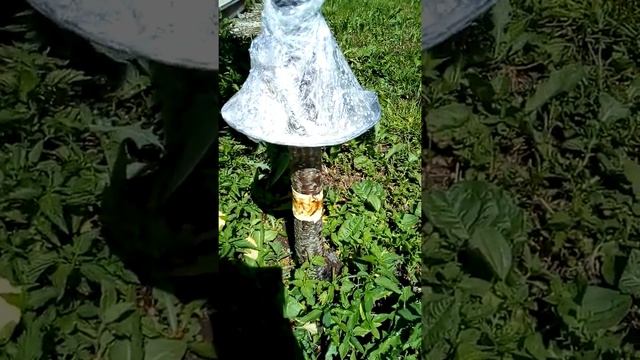 Простой способ избавится от тли и муравьёв своими руками без химии на дереве смотреть онлайн