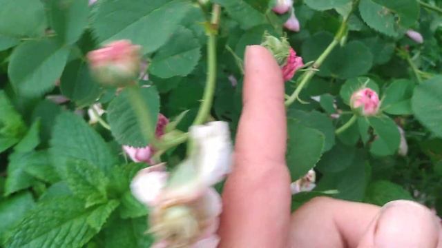June is Rose Month! Desiree Parmentier смотреть онлайн