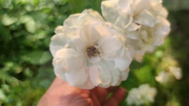 17.08.22 роза флорибунда Айсберг? смотреть онлайн