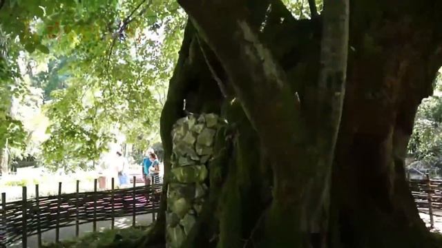 Отдых в Сухум Абхазия (Sukhumi, Abkhazia) смотреть онлайн