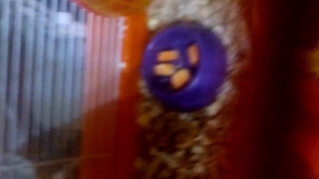 Как часто кормить морских свинок/ хомяка /попугая смотреть онлайн