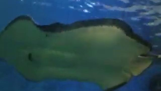 Tuba .. Aquarium Melbourne смотреть онлайн