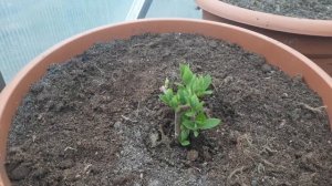 После обрезки плачет гортензия ⁉️ Разбираемся,а не впадаем в истерику??