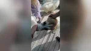 Озеро Банное | Приют "Белый Лекарь" | ГЛЦ Банное | Путешествие по России на машине