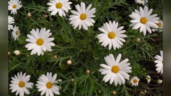 АНАЦИКЛЮС (ANACYCLUS) сем. Астровые