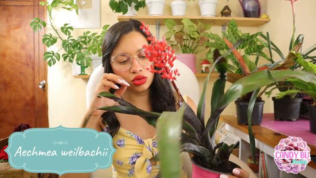 ENLOQUECÍ COMPRANDO PLANTAS: Anturios, bromelias, petunias, geranios y más│Candy Bu смотреть онлайн