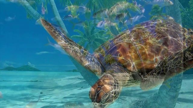 Колыбельная Таити - Колыбельные мира / Lullaby of Tahiti - Lullabies of the World смотреть онлайн