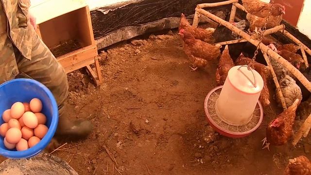 Яйценоскость наших кур зимой // Сколько яиц в день? смотреть онлайн