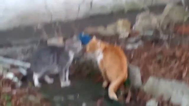 Мяу кошки смотреть онлайн