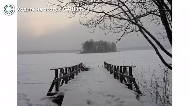 Охота в Тверской области – Охотничье хозяйство «Селигер» охота на лося в Тверской области смотреть онлайн