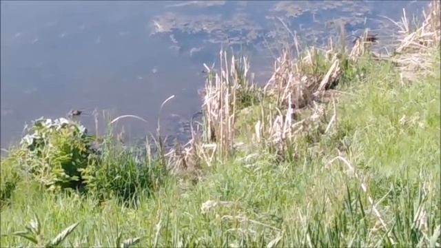 ЮЖАКОВО. УТКИ НА РЕКЕ. РАСТЕНИЯ ПОСЛЕ ЗАМОРОЗКОВ.ТОМАТ "ГОЛУБАЯ ЕЛЬ". смотреть онлайн
