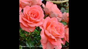 Реакция розы Вайкики на осадки😉🌹