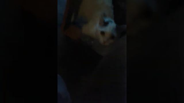 кот ласкается под кошачью музыку смотреть онлайн