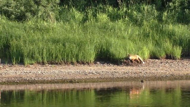 Вы не ПОВЕРИТЕ кого мы ВСТРЕТИЛИ на реке / С такой ВСТРЕЧЕЙ и рыбы НЕ НАДО смотреть онлайн