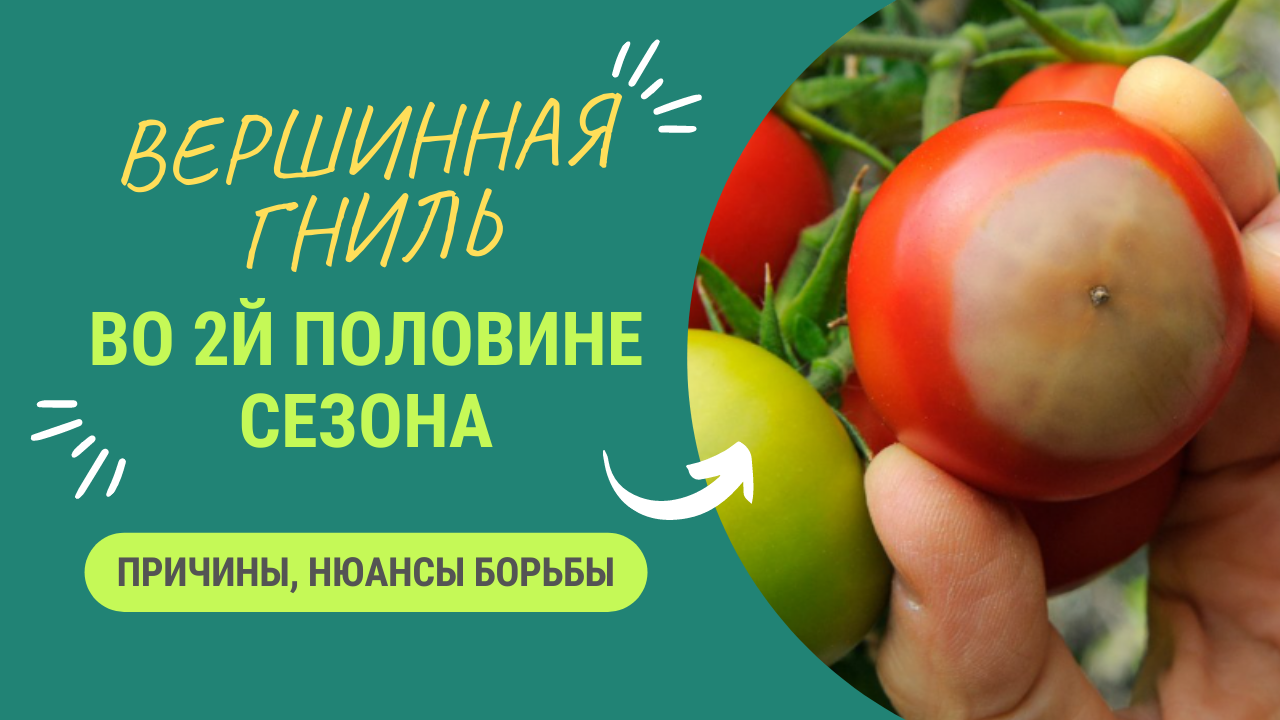 ЛЕЧЕНИЕ ВЕРШИННОЙ ГНИЛИ ТОМАТОВ ВО ВТОРОЙ ПОЛОВИНЕ СЕЗОНА смотреть онлайн