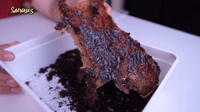 Bichos BOLA como MASCOTA o Cochinillas ⚫️ Dactylopius coccus || Salvajes смотреть онлайн