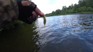 Ловля окуня на каролинскую оснастку!