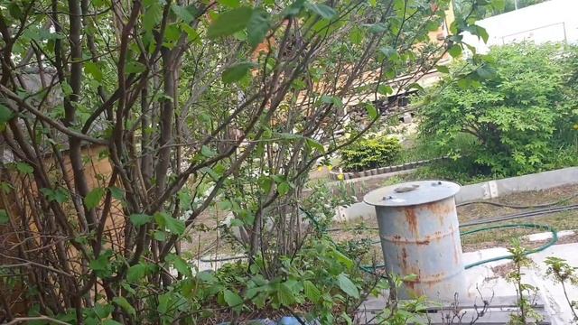 Дачные покупки-триммер / косим траву впервые смотреть онлайн