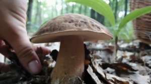 Съедобные и Несъедобные Грибы летом.Тихая охота.