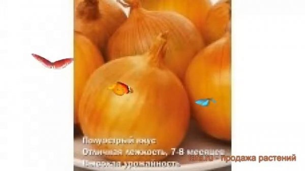 Лук репчатый Форвард (forvard forvard) ? репчатый лук Форвард обзор: как сажать, семена лука Форвар