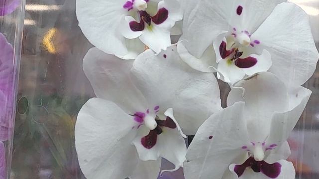 Парад Биг Липов. Обзор фаленопсисов Биг Лип