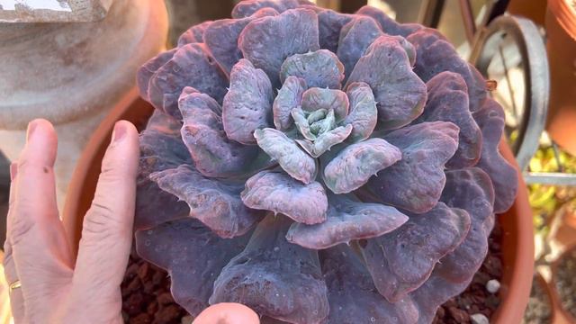 Pretty in lavender: Echeveria crenulata hybrid "Heart Delight" 💐🥰 💜❤️ смотреть онлайн
