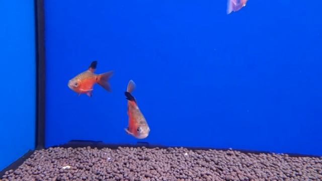 Яркий и неприхотливый огненный барбус смотреть онлайн