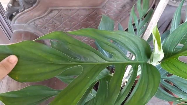 Monstera Pinnatipartita