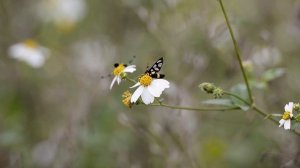 THE FLOWERS WITH WINGS: Relaxation_Flower_Butterfly_Wings_Music Therapy