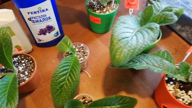 Грунт для стрептокарпусов, выращиваем стрепсы смотреть онлайн