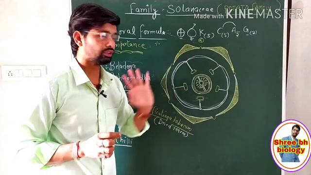Solanaceae family NCERT bio 11th| (part-3)|morphology of flowering plants