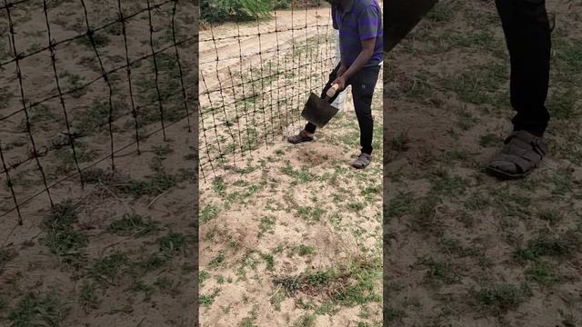 palm seed planting смотреть онлайн