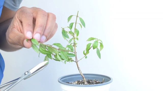 Mini Fuchsia Flowering Bonsai Hard Pruning, May2022 смотреть онлайн