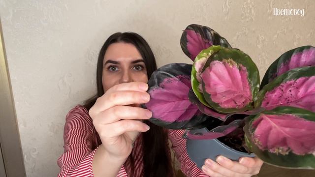 Получила крутые новинки калатей! Распаковка! смотреть онлайн