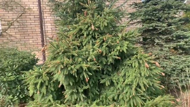 ХВОЙНИКИ ТУИ РОДОДЕНДРОНЫ РАСТЕНИЯ в Моем САДУ смотреть онлайн