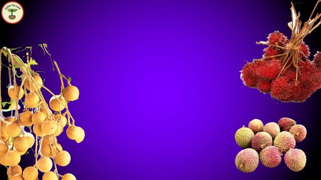 How to Grow Lychees from Seeds. TOXICITY WARNING! | Lychee History смотреть онлайн