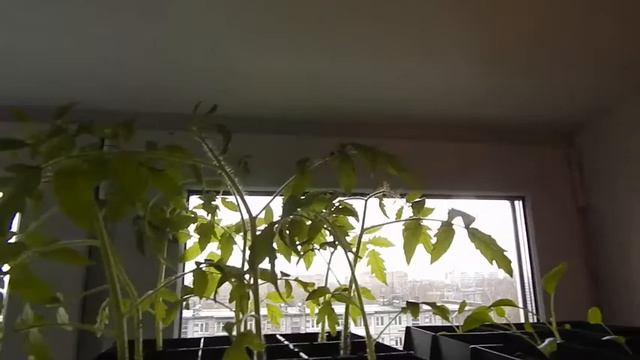 Домашний Парник для Рассады - часть 2 смотреть онлайн