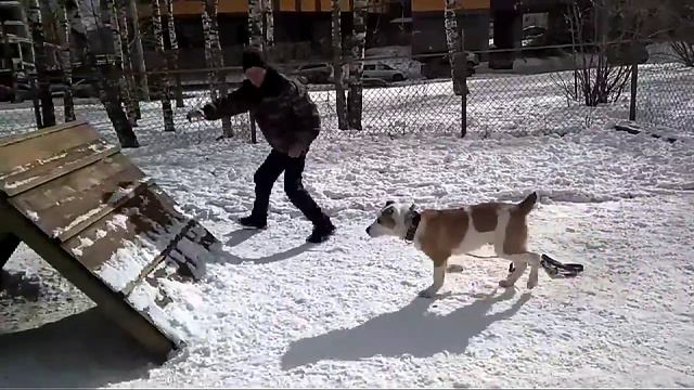 Дрессировка собак +Алабай Мишка 5 мес смотреть онлайн