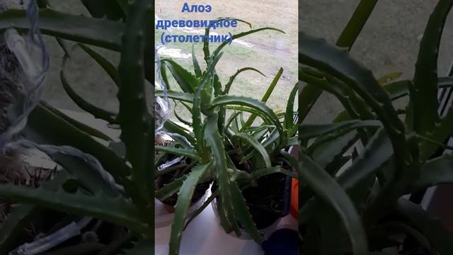 Алоэ древовидное (столетник) смотреть онлайн