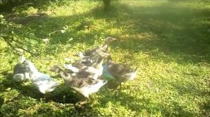 Выращивание гусей в домашних условиях для начинающих