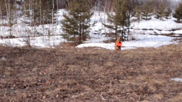 Мифы об Эрдельтерьере. Все о породе, на примере одной собаки.