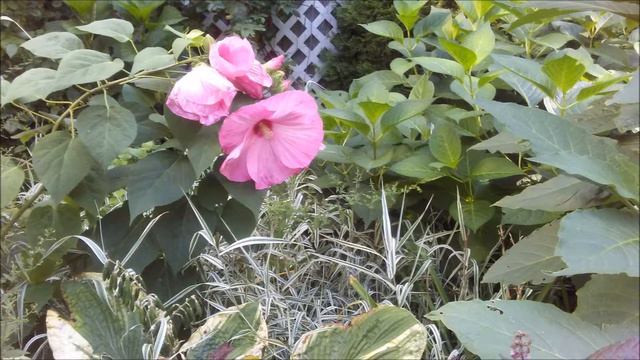 Pink Hibiscus In the Fall Garden смотреть онлайн
