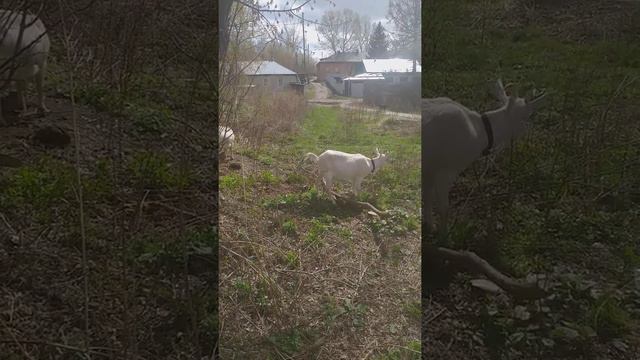 Козы в городе. Новости. смотреть онлайн