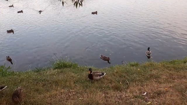 Что едят утки смотреть онлайн