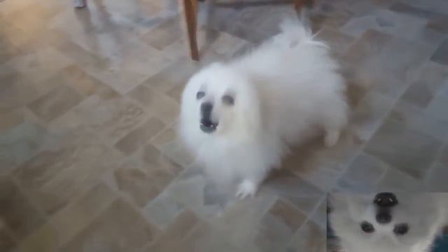Gabe the bork engine смотреть онлайн