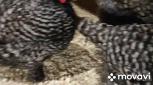 Мехеленская кукушка в моем хозяйстве. Новая семья кур.Зачем заводила эту породу. Как улучшить оплод