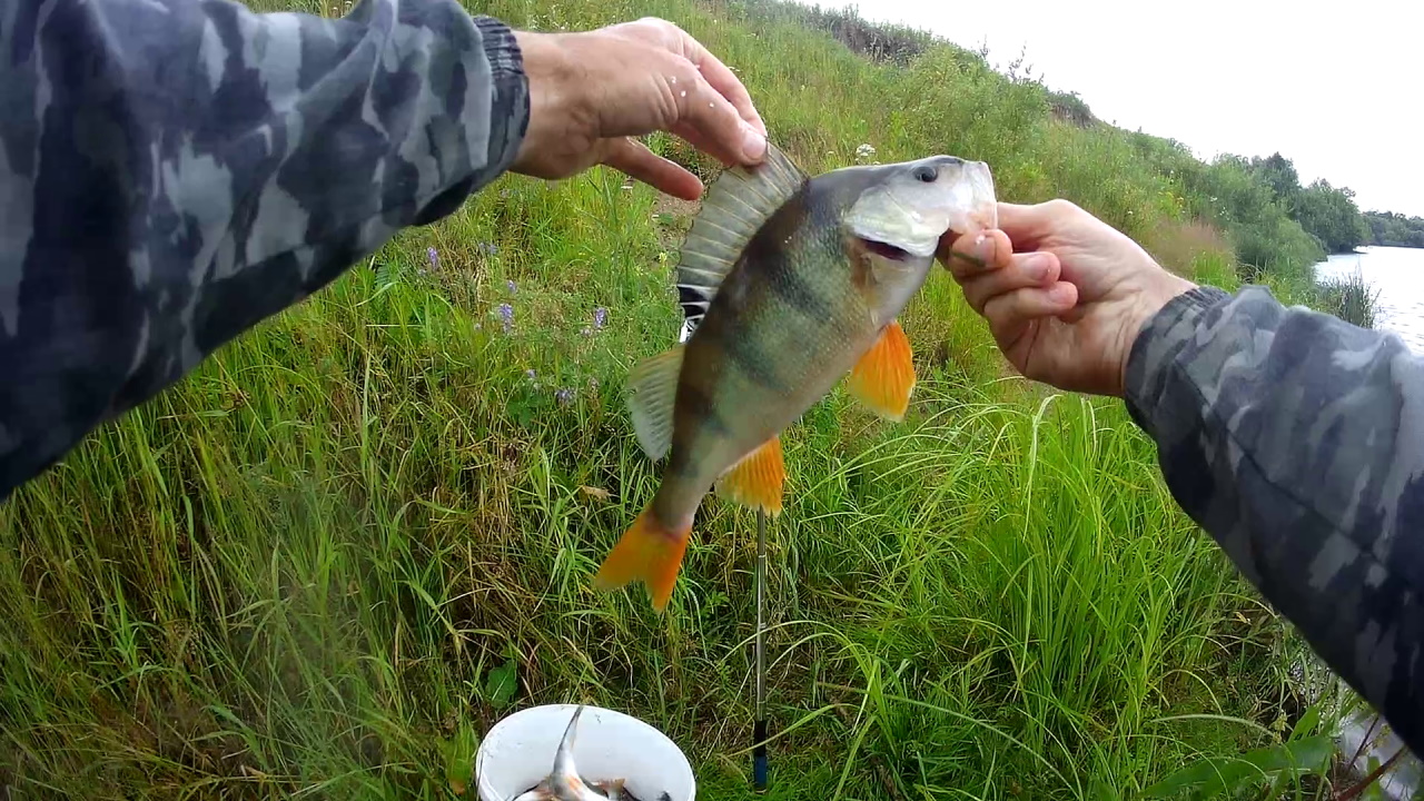 ОКУНЬ НА ЧЕРВЯ НА ФИДЕР.mp4 смотреть онлайн