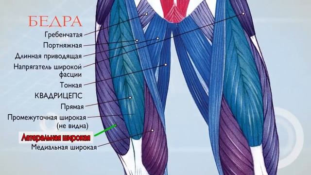 Анатомия. Мышечная система. смотреть онлайн