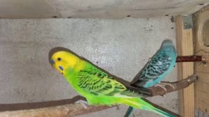 Самка и самец волнистых попугаев не подошли друг другу.